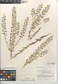 Lepidium campestre image