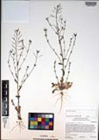 Arabidopsis thaliana image