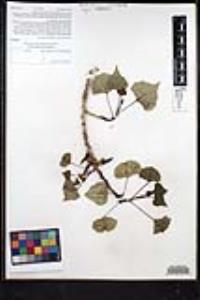 Populus fremontii subsp. fremontii image