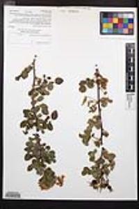 Rosa californica image