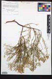 Adenostoma sparsifolium image