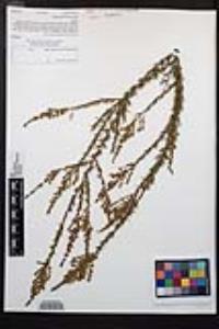 Adenostoma fasciculatum image