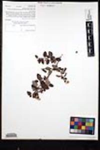Ceanothus leucodermis image