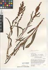 Rumex salicifolius image