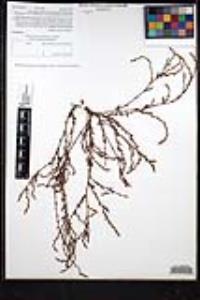 Polygonum aviculare subsp. depressum image