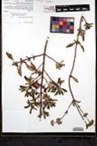 Salvia mellifera image