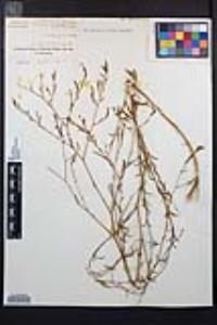 Epilobium brachycarpum image