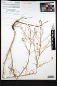 Sisymbrium altissimum image