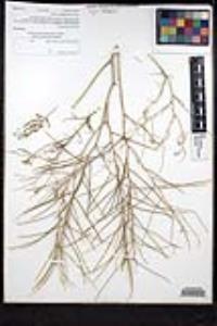 Sisymbrium altissimum image