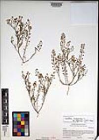 Lepidium virginicum subsp. menziesii image