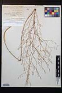 Gayophytum diffusum subsp. parviflorum image