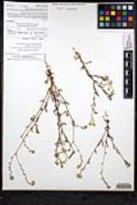 Cryptantha intermedia image