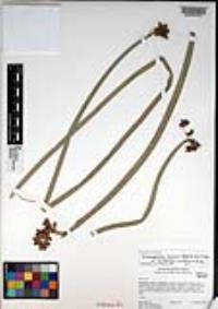 Schoenoplectus acutus image