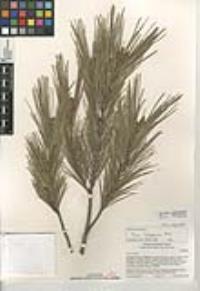 Pinus halepensis image