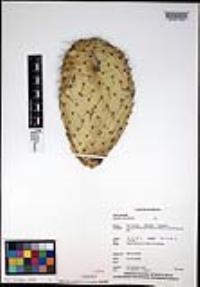 Opuntia leucotricha image