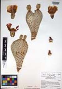 Opuntia basilaris image