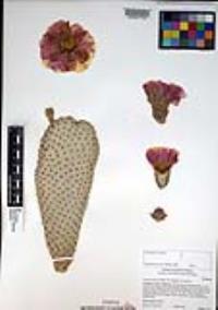 Opuntia basilaris var. basilaris image