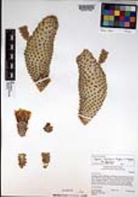 Opuntia basilaris image