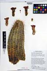 Echinocereus yavapaiensis image