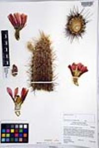 Echinocereus engelmannii image