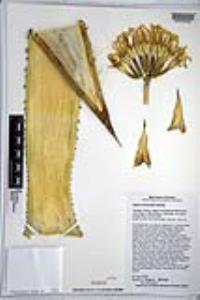 Agave chrysantha image