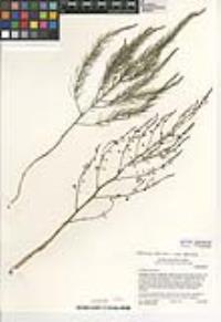 Asparagus officinalis image