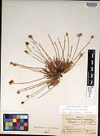 Platystemon californicus image