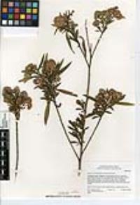 Baccharis salicifolia image