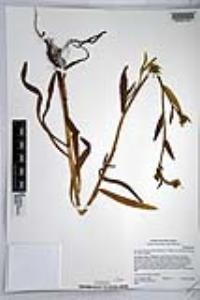 Amsinckia intermedia image