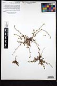 Plagiobothrys collinus var. fulvescens image