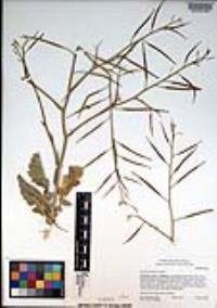 Brassica tournefortii image