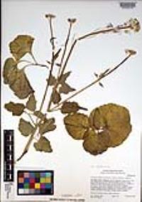 Cardamine californica image