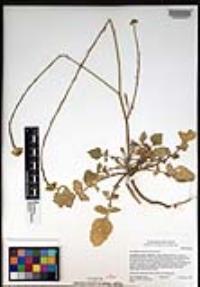 Hirschfeldia incana image