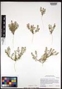 Lepidium lasiocarpum image