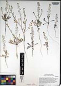 Lepidium virginicum var. robinsonii image