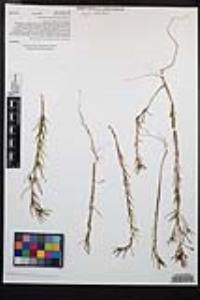 Camissonia strigulosa image