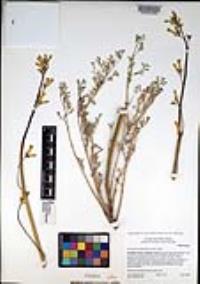 Ehrendorferia chrysantha image