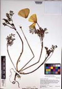 Eschscholzia californica image