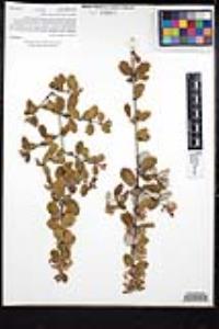 Ceanothus crassifolius image