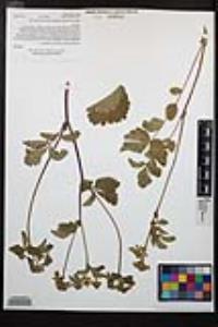 Drymocallis glandulosa var. glandulosa image