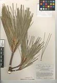 Pinus jeffreyi image