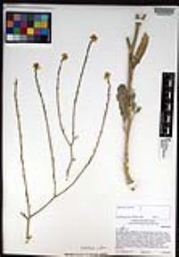 Hirschfeldia incana image