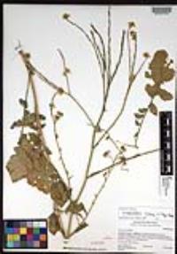 Hirschfeldia incana image