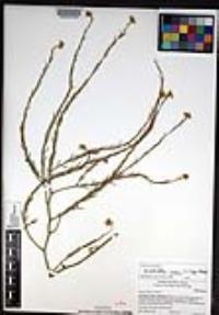 Hirschfeldia incana image