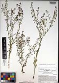 Lepidium virginicum subsp. menziesii image