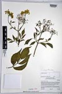 Sambucus cerulea image