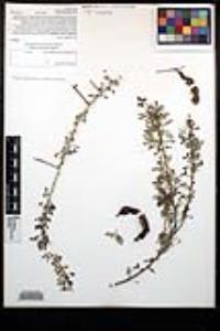 Senegalia greggii image
