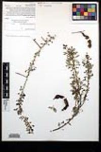 Acacia greggii image