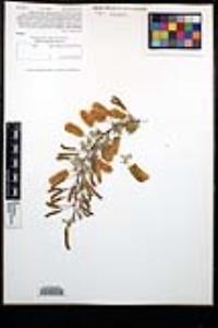 Senegalia greggii image