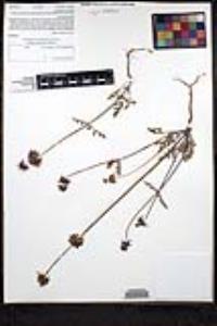 Salvia columbariae image